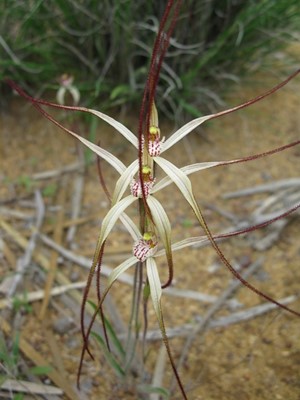General - Spider orchid 2