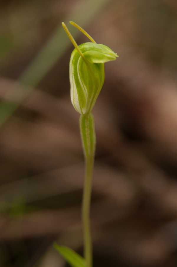 Hooded Orchid