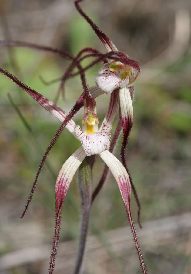 Spider Orchid