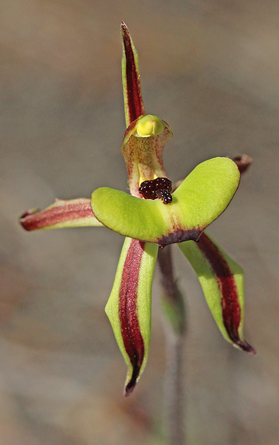 Ant Orchid