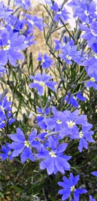 General - Blue wildflower