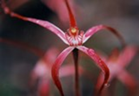 General - Spider Orchid
