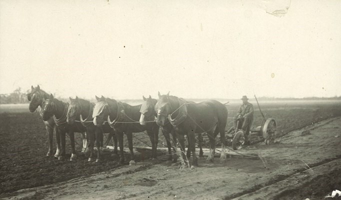 Historical - Horse powered plough